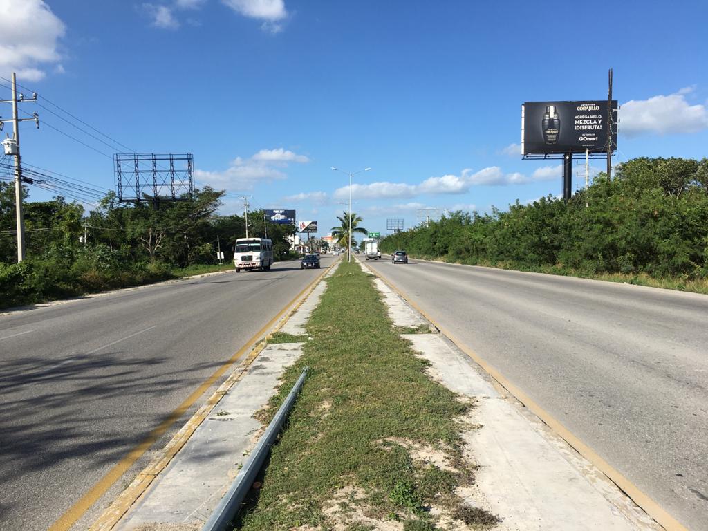 Alistan reubicación de arbolado en la ruta del Tren Maya